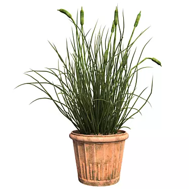  Realistic Cattail Plant with Pot 3D model image 1 