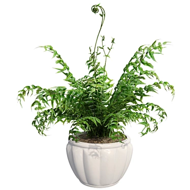 Lush Western Sword Fern in Pot 3D model image 1 