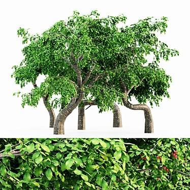 Cherry Blossom Grove: 5 Tree Collection 3D model image 1 
