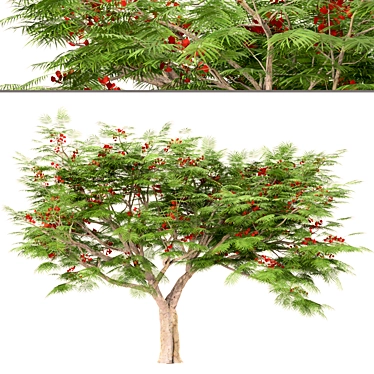 Flamboyant Trees Set: 3 Magnificent Royal Poinciana 3D model image 1 