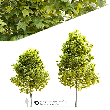 Cleveland Norway Maple: Twin Trees, 10-14m 3D model image 1 