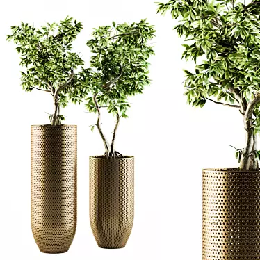 Bonsai Ficus: Indoor Plant Set 91 3D model image 1 
