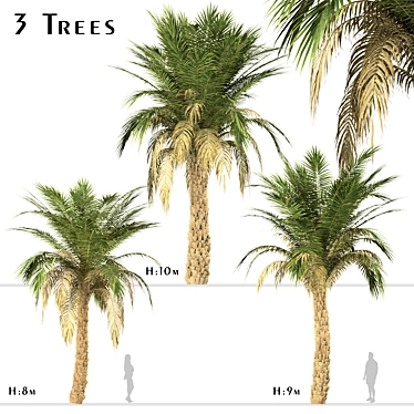 Set of 3 Silver Date Palm Trees 3D model image 1 