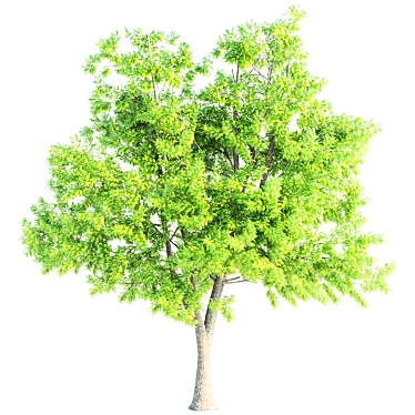 3 Premium Ash Trees | Heights: 11.3m, 12.30m, 13m 3D model image 1 