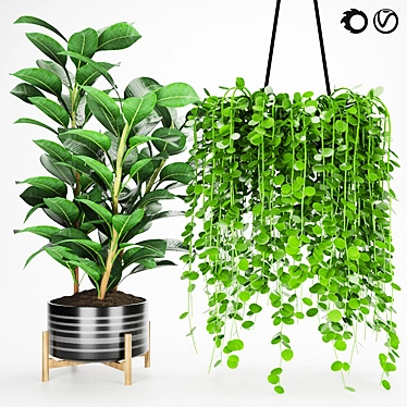 Easy Care Ficus & Elastica Collection 3D model image 1 