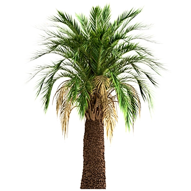 Majestic Macrozamia Moorei Palm Trio 3D model image 1 