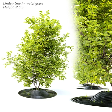 Linden Tree Metal Grate - 2.5m Height 3D model image 1 