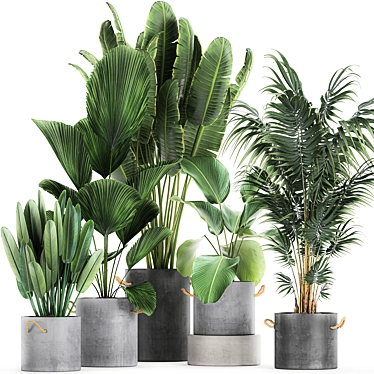 Exotic Plant Collection in Black Pots 3D model image 1 