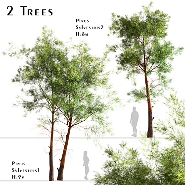 Scots Pine Tree Set: Pinus Sylvestris 3D model image 1 