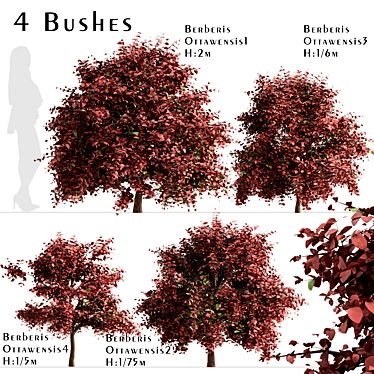 Vibrant Berberis Ottawensis Bushes for your Garden 3D model image 1 
