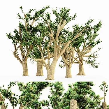 Cedar Of Lebanon 5-Tree Collection 3D model image 1 
