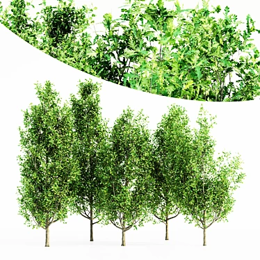  Majestic Cypress Oak Tree Bundle 3D model image 1 