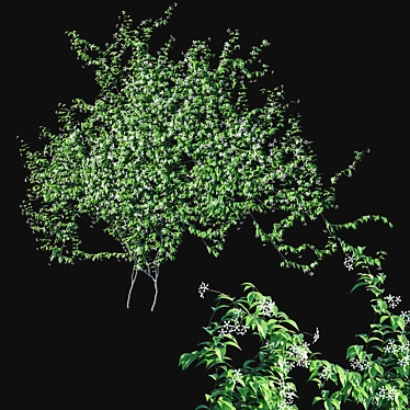 Twining Jasmine - Trachelospermum Jasminoides 3D model image 1 