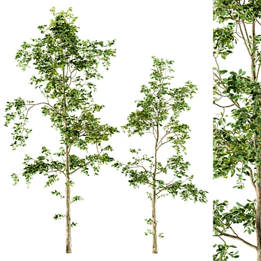 Lush Leafy Oasis - Spring Set 3D model image 1 