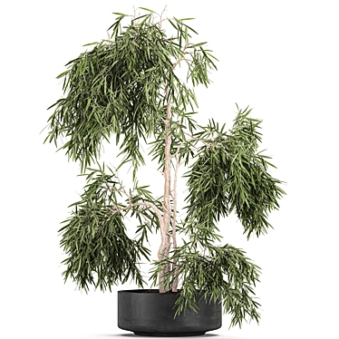 Exotic Tropical Olive Tree: Indoor/Outdoor Decor 3D model image 1 