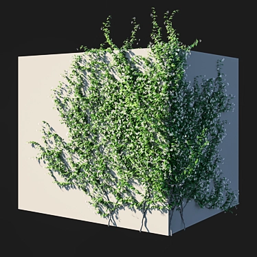 Trachelospermum Jasminoides 2: Elegant Garden Beauty 3D model image 1 