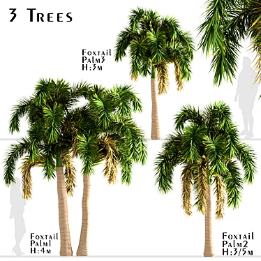 Exotic Foxtail Palms: Set of 3 3D model image 1 