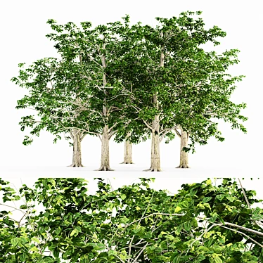 European Beech Tree Collection 3D model image 1 