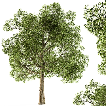 Diverse Foliage Set: Tree Broadleaf 3D model image 1 