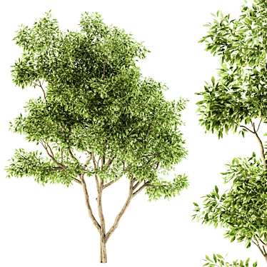 Lush Green Maple Set - 22 3D model image 1 