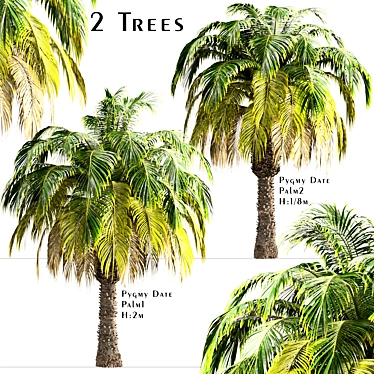 Exotic Pair: Pygmy Date Palm Trees 3D model image 1 