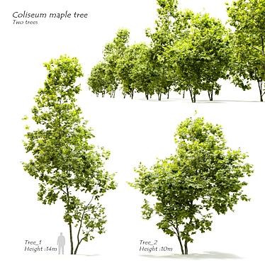 Coliseum Maple Duo: Stunning Acer Cappadocicum 3D model image 1 