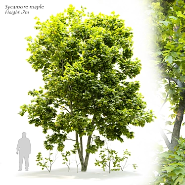 Sycamore Maple Tree 3D Model 3D model image 1 