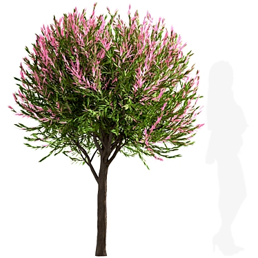  Vibrant Set of Dappled Willow Trees (3-Pack) 3D model image 1 