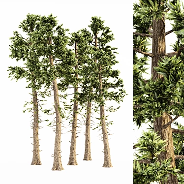 Douglas Fir 5 Tree Bundle: Forest Jungle Scene 3D model image 1 