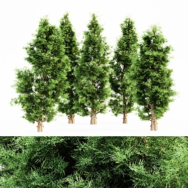  Majestic Forest: Eastern Red Cedar 5-Tree Scene 3D model image 1 