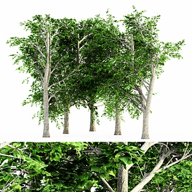 European Linden Grove - 5 Majestic Trees 3D model image 1 