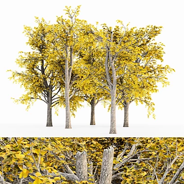 European Linden Fall Tree Set 3D model image 1 