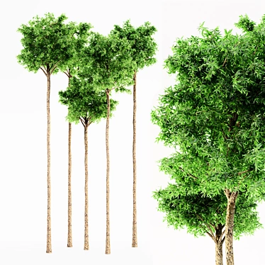 Lush Flooded Gum Tree Set 3D model image 1 