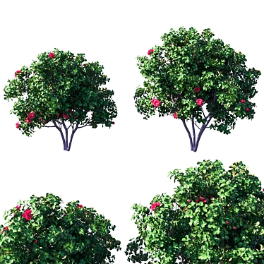 Camellia Japonica: Versatile 3D Model 3D model image 1 