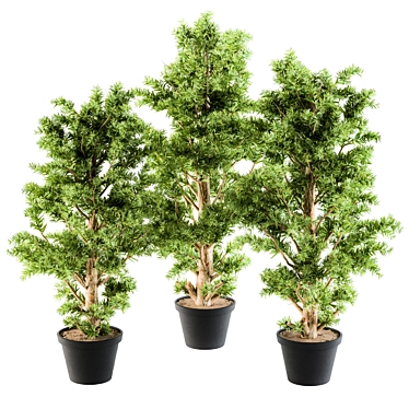 Monterey Pine Tree Set - Outdoor Plants 3D model image 1 