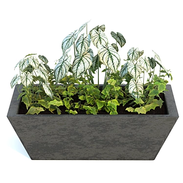 Lush Greenery Combo: Begonia & Philodendron 3D model image 1 