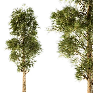  White Pine Tree Set - 24 Pack 3D model image 1 