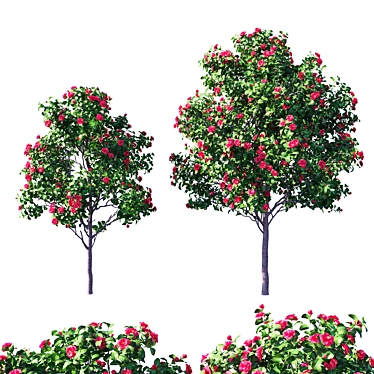 Japanese Camellia 2: 2014 Version 3D model image 1 