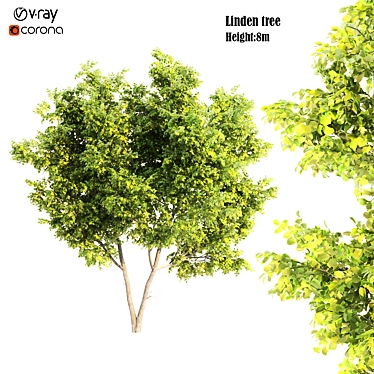 Russian Linden Tree - Height: 8m 3D model image 1 