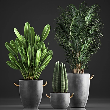 Tropical Plant Collection in Concrete Pots 3D model image 1 