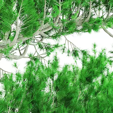 Evergreen Pine Tree: Natural Beauty 3D model image 1 