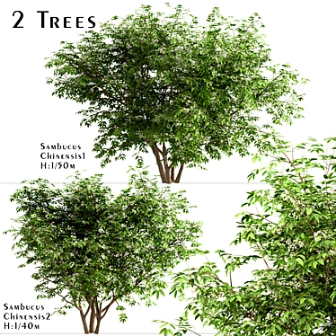  Exquisite Pair of Chinese Elderberry Trees 3D model image 1 