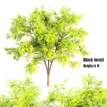 Polygons: 932,016 Black Locust 3D model image 1 