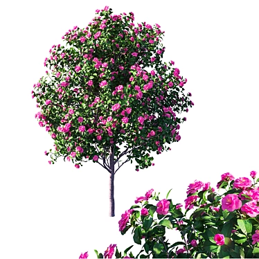 Camellia Japonica 3D Model+Corona Render 3D model image 1 