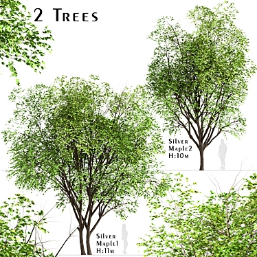 Growing Glory: 2 Silver Maple Trees Set 3D model image 1 