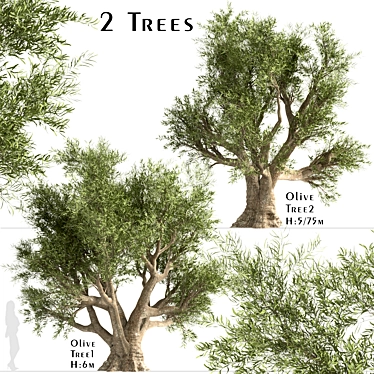 Mediterranean Duo: 2 Olive Trees 3D model image 1 