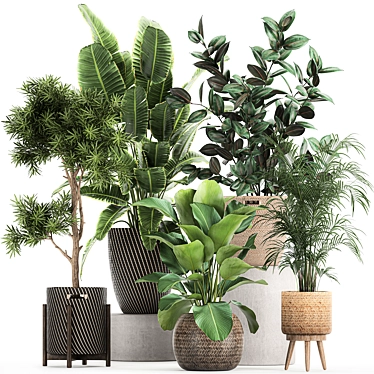 Exotic Plant Collection: Banana Palm, Ravenala, Ficus │ Decorative Plants for Indoor and Outdoor Use 3D model image 1 