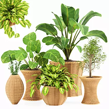 Tropical Indoor Plant Set 3D model image 1 