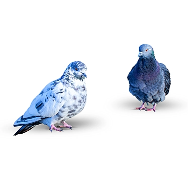 Graceful Pair of Doves 3D model image 1 