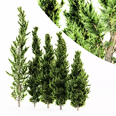 Forest Heights Hollywood Juniper Bundle 3D model image 1 